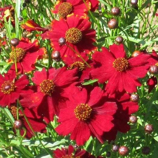 Coreopsis Seeds Tall Red Plains Non-GMO Flower Seeds for Pollinators, Bright Red and Yellow Blooms, Easy to Grow, Free Shipping