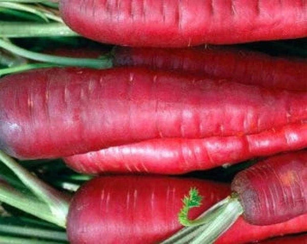 Atomic Red Carrot Seeds - 135 Heirloom Daucus carota, Vibrant Red Color, Sweet Flavor, Non-GMO, Garden Vegetable Seeds