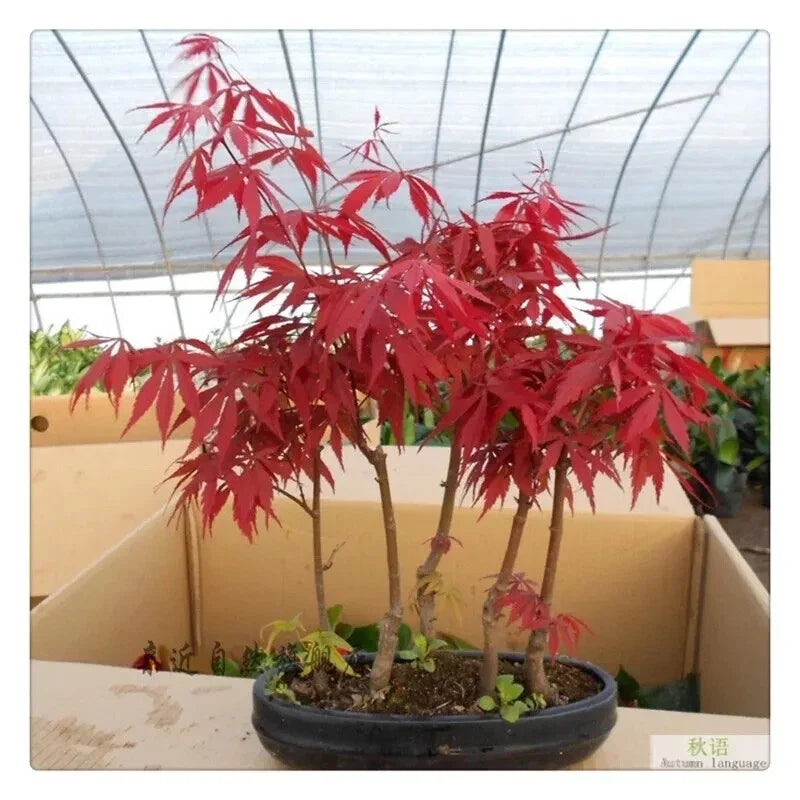 Japanese Red Maple Tree Seeds - Acer palmatum Bonsai Seeds for Indoor & Outdoor Gardening, 20 Premium Seeds