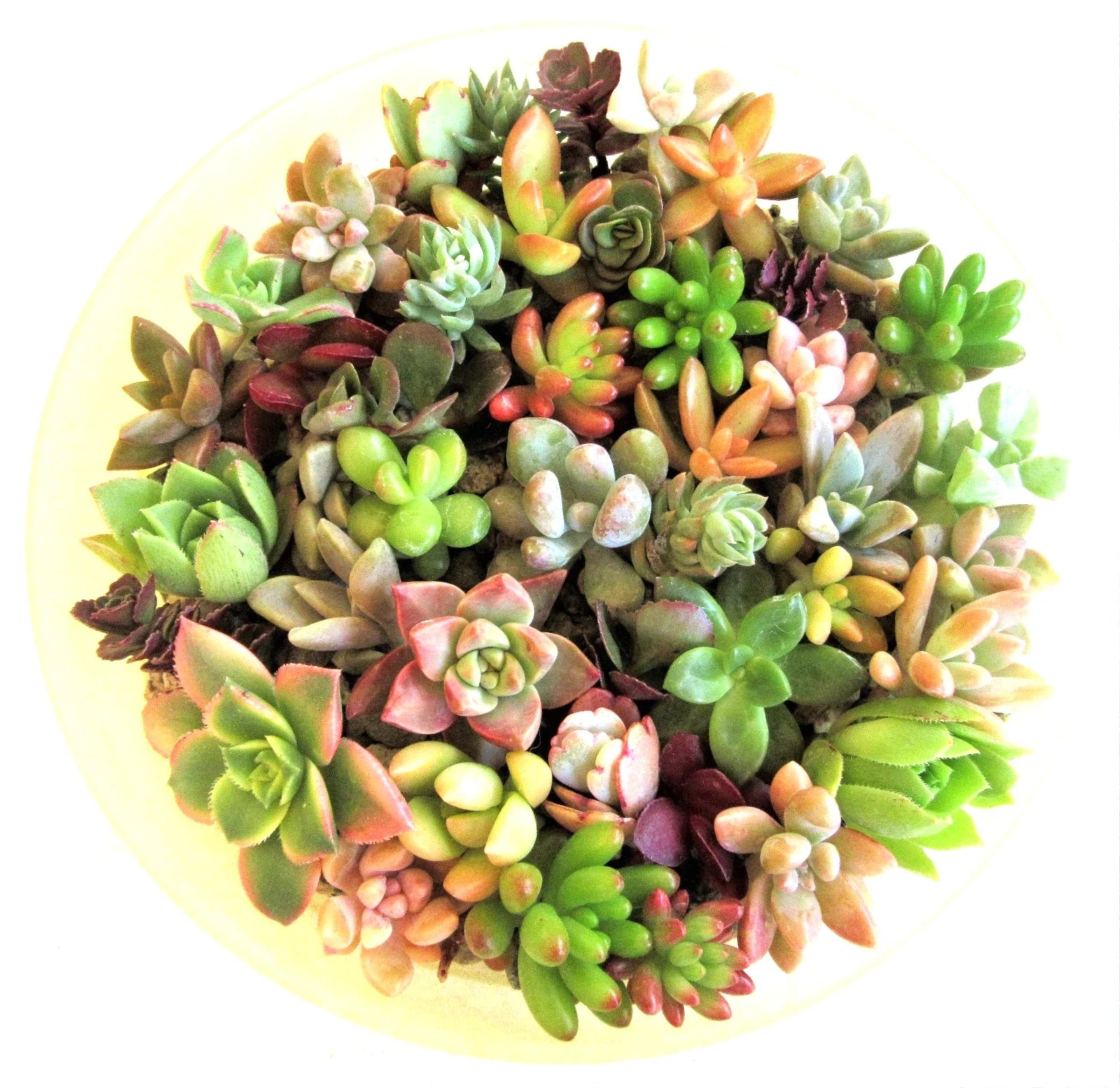 Succulent Cuttings 1-2 Inch Mixed Varieties - 30 Rosettes, Low Maintenance, Indoor & Outdoor Gardening, Free Shipping