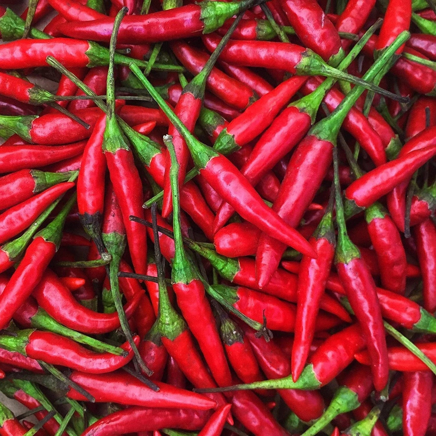 Thai Hot Pepper Seeds | Heirloom Non-GMO Capsicum annuum | Spicy Chili Seed Pack