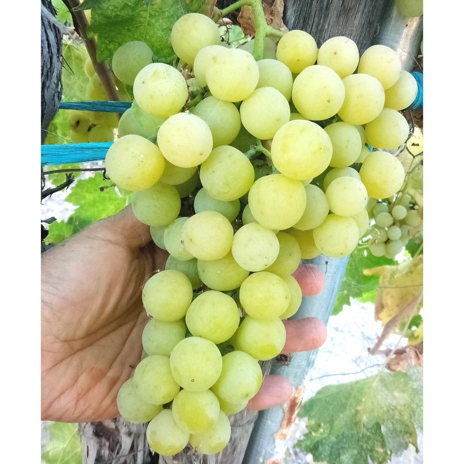 Sugar Sweet Seedless Green Table Grape Vine - Bare Root Vitis vinifera, Large Crunch Grapes for Home Garden