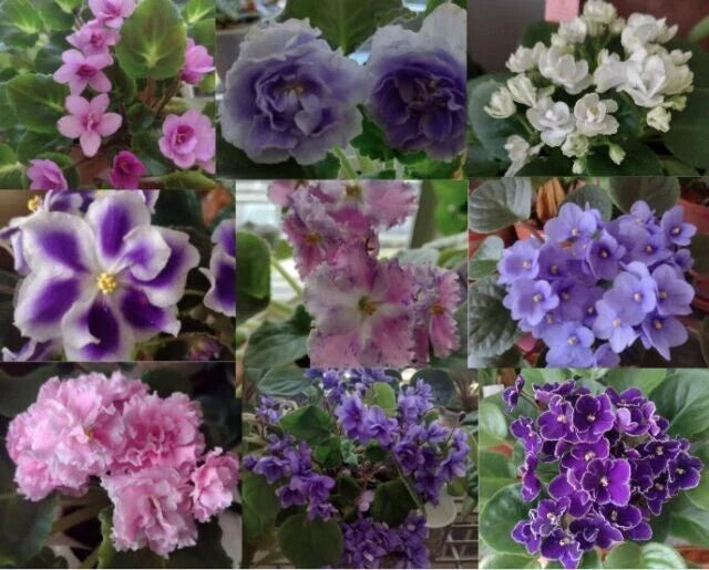 African Violet Leaf Cuttings Box – 10 Varieties Including Standards, Trailers & Variegated Saintpaulia spp.