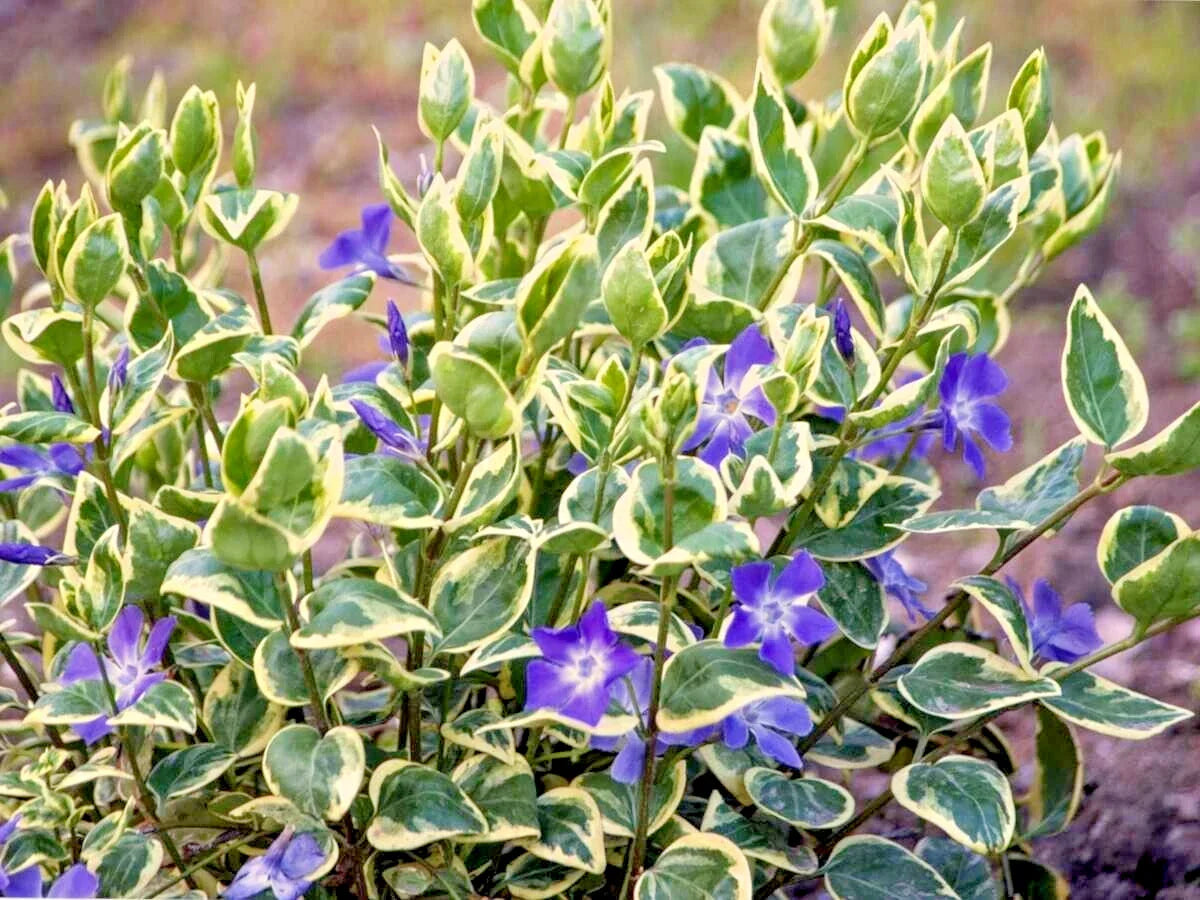 Variegated Vinca Vine Ground Cover Plants 12" - Live Perennial Vinca minor - 4 Pack