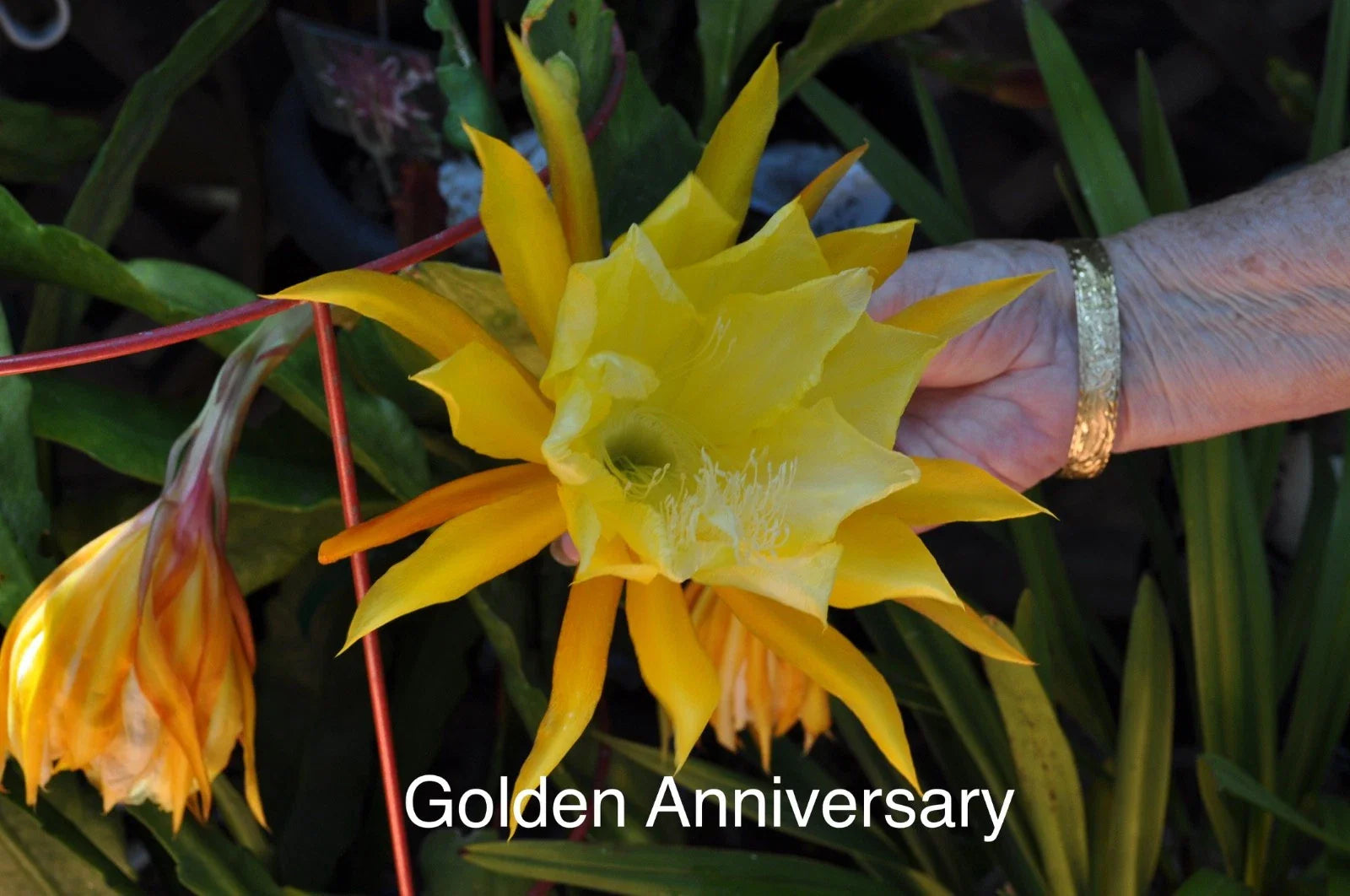 Epiphyllum Orchid Cactus Cuttings – 4 Rooted with New Growth, Golden Anniversary, Epiphyllum hybrid Succulent