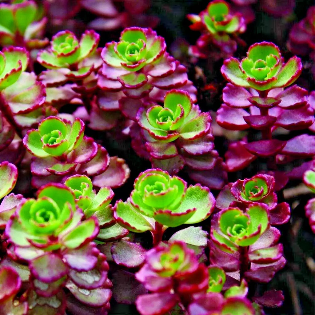Sedum Red Carpet Bare Root Succulents - Hardy Drought Tolerant Stonecrop for Rock Gardens - Sedum spurium