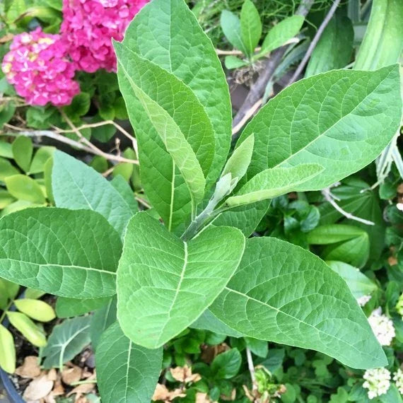 African Bitter Leaf Live Starter Plant, Vernonia amygdalina, Medicinal Herb for Diabetes, Natural Health Benefits, Container Gardening