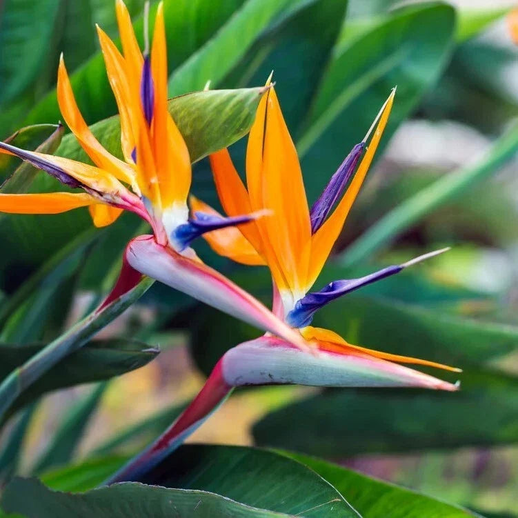 Orange Bird of Paradise Plant 4-6" Live Strelitzia reginae Exotic Tropical Flowering