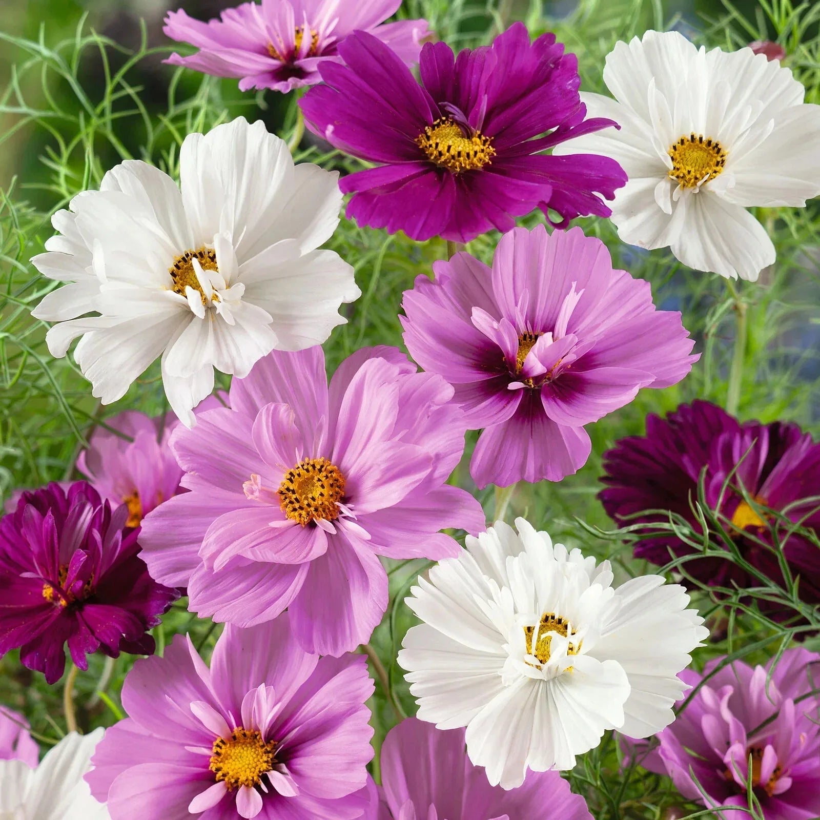 Cosmos Seeds - 200+ Psyche Mix Flower Seeds for Garden Planting - Cosmos bipinnatus - Annual, Full Sun, Easy to Grow
