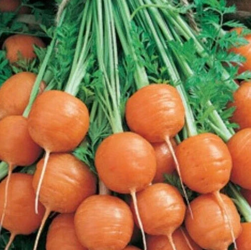 Parisian Carrot Seeds Mix - Over 1000 Non-GMO Annual Daucus carota Root Vegetable Seeds for Garden, Raised Beds, Survival Plant Collection