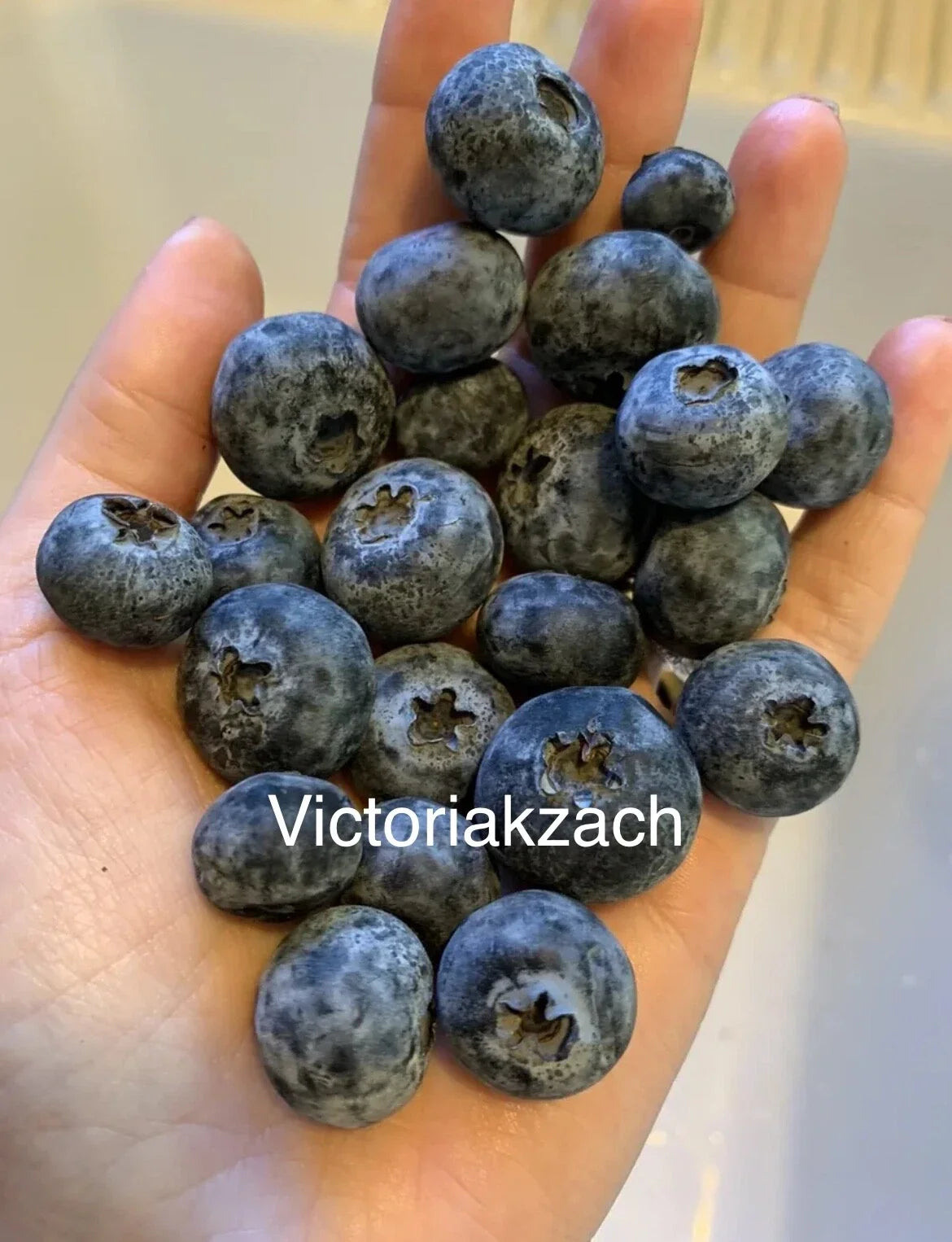 Organic Blueberry Seeds - Non-GMO Edible Garden Variety - Vaccinium corymbosum for Homegrown Blueberries