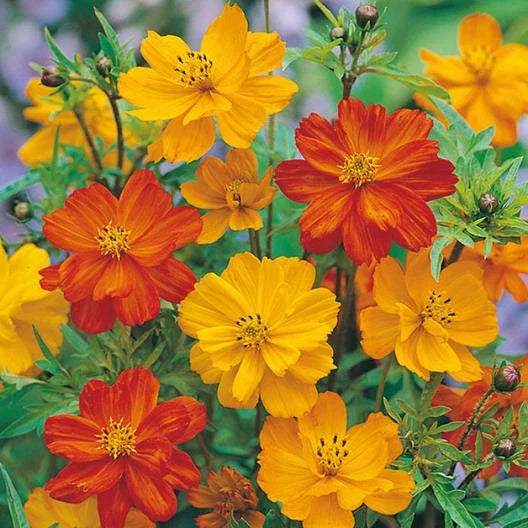 Cosmos Seeds POLIDOR Mix Citrus Shades - Non-GMO Flower Seeds for Borders & Containers - Cosmos bipinnatus