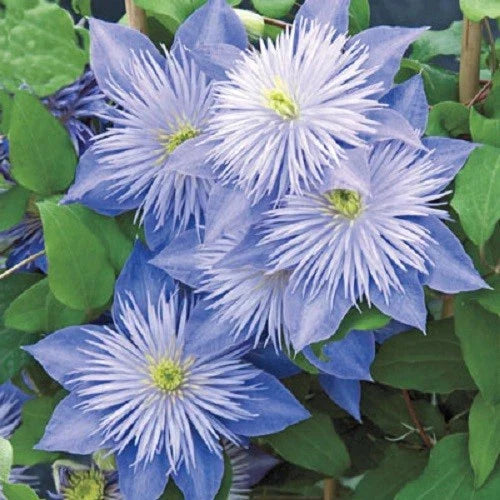 Light Blue Clematis Seeds - 25 Perennial Clematis viticella Seeds - US Seller