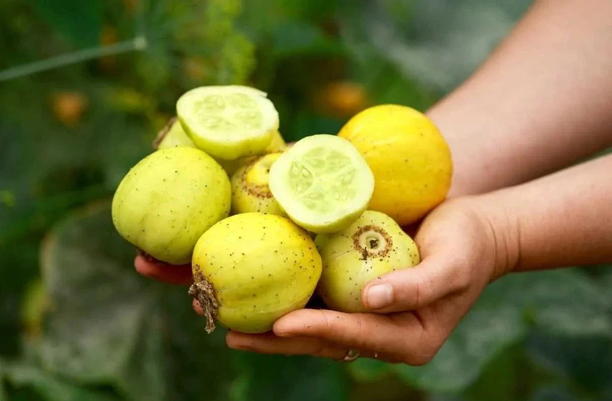 Lemon Cucumber Seeds - Organic, Non-GMO, Heirloom, Cucumis sativus, Vining, Fresh, Rare Variety