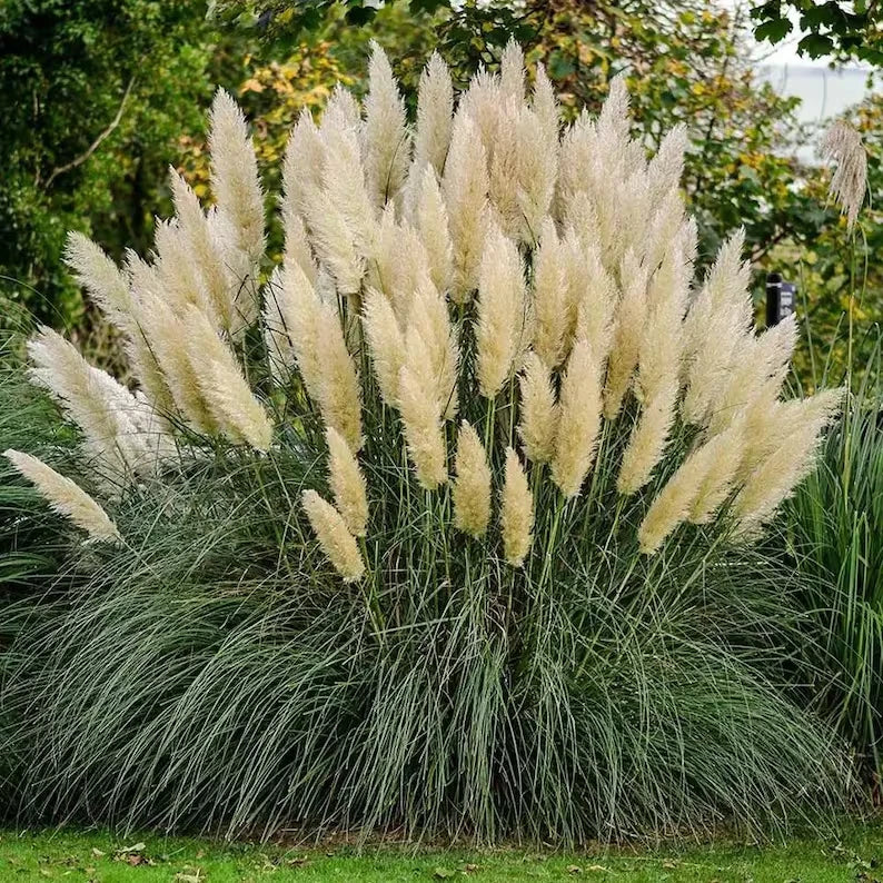 White Pampas Grass Seeds - 30 Organic Cortaderia selloana Ornamental Grass for Landscaping & Gardens
