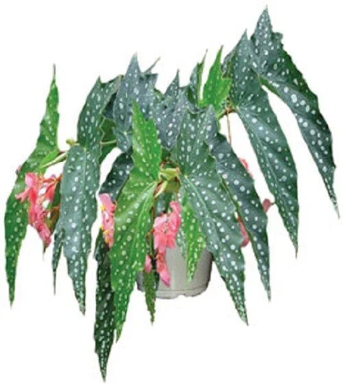 Angelwing Begonia Starter Plant 'My Special Angel' - Rooted Indoor Begonia coccinea in Pot