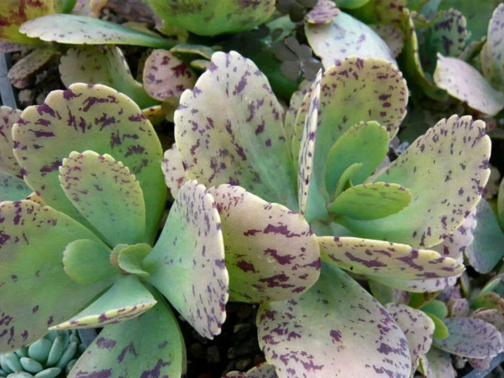 Kalanchoe Marmorata Succulent Cuttings 5" Length - Spotted Penwiper Indoor Plant