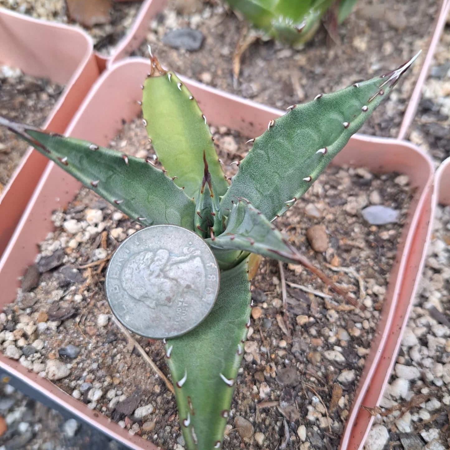 Agave Neomexicana Bare Root Plant | Succulent, Drought-Tolerant, Desert Plant | Native to Southwestern US