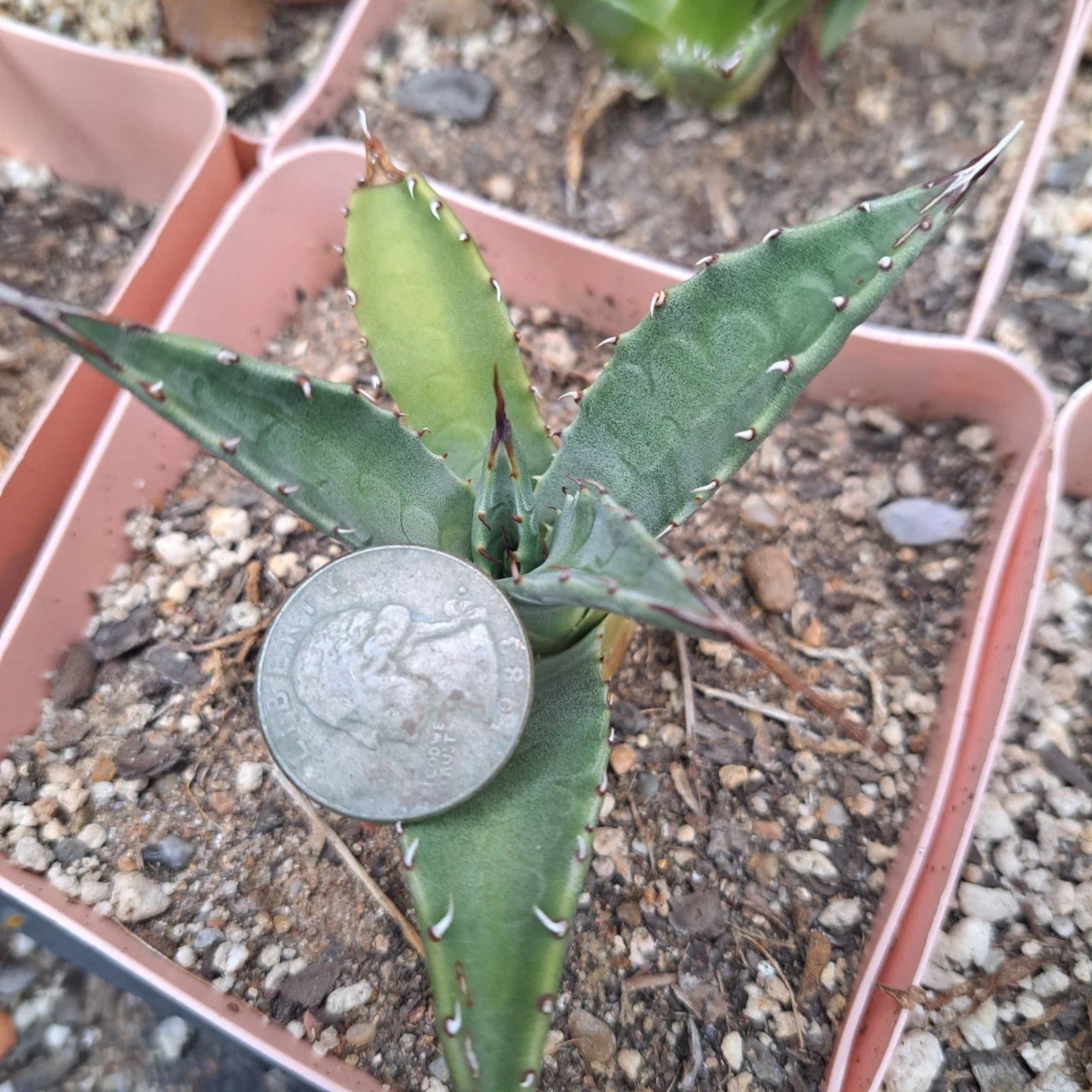 Agave Neomexicana Bare Root Plant | Succulent, Drought-Tolerant, Desert Plant | Native to Southwestern US