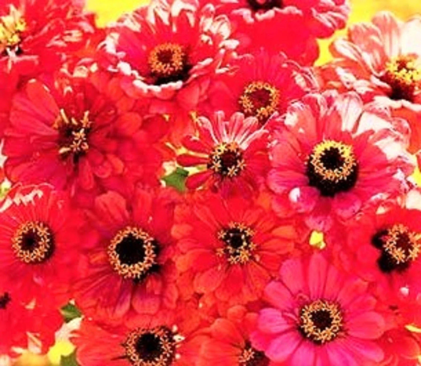 Zinnia Seeds Salmon Queen - Non-GMO Flower Garden Seeds - Zinnia elegans - Vibrant Salmon Blooms - Over 100 Seeds