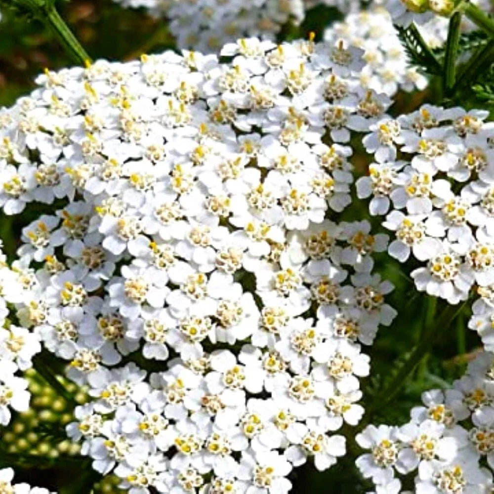 White Yarrow Seeds | Heirloom NON-GMO Achillea millefolium | Fresh Garden Seeds