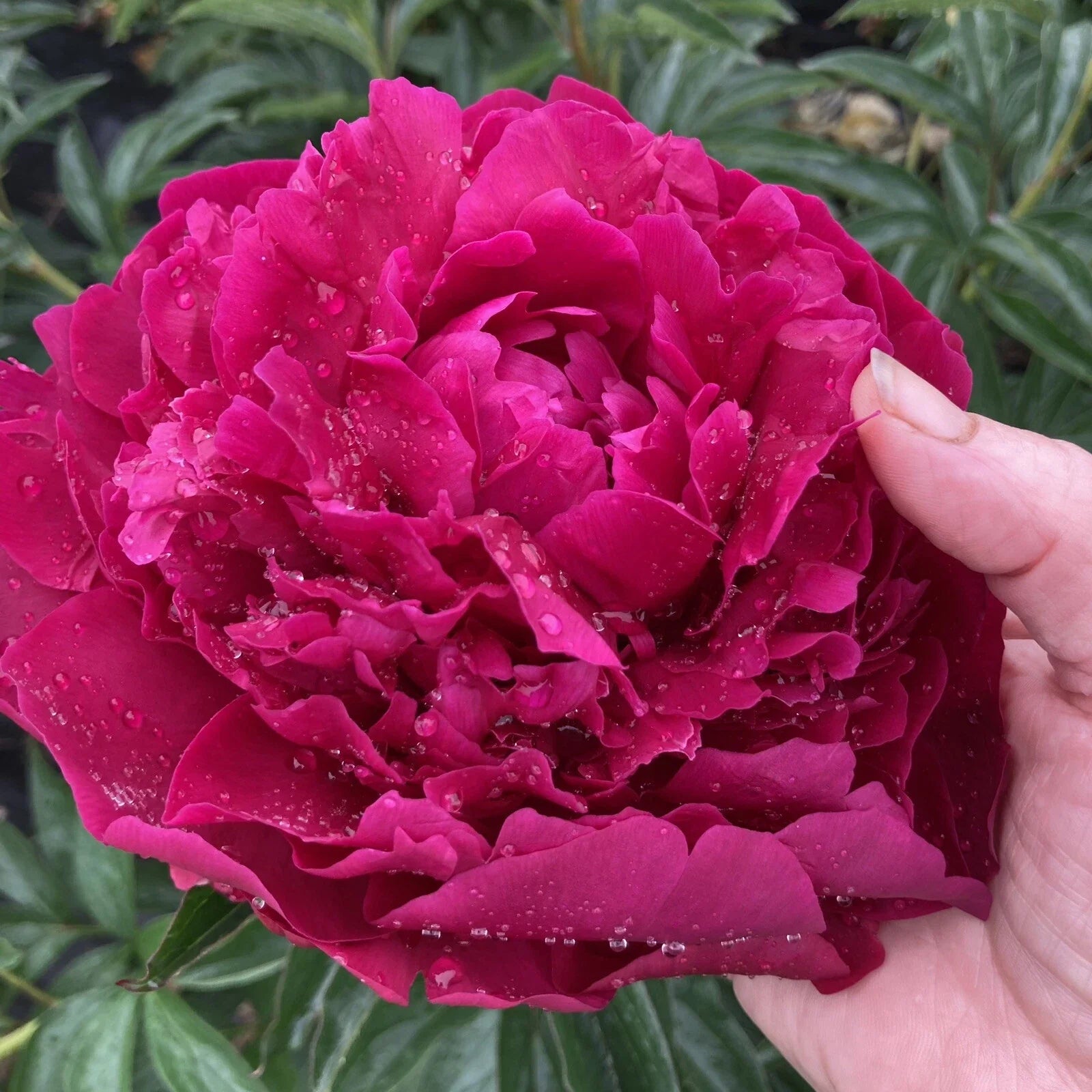 Peony Bare Root Plant – Large Herb Peony “Avis Varner” – 5-7 Eyes – Field Grown for Fall Shipping – Paeonia lactiflora