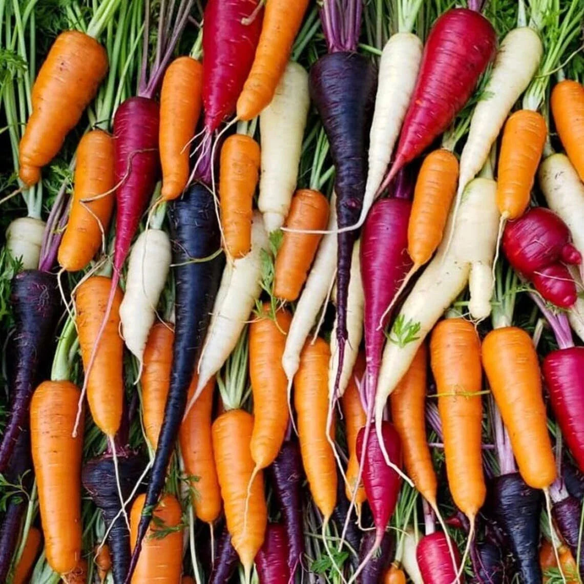 Rainbow Blend Carrot Seeds – 300 Seeds, Colorful Exotic Varieties, Daucus carota, Root Vegetable for Gardening