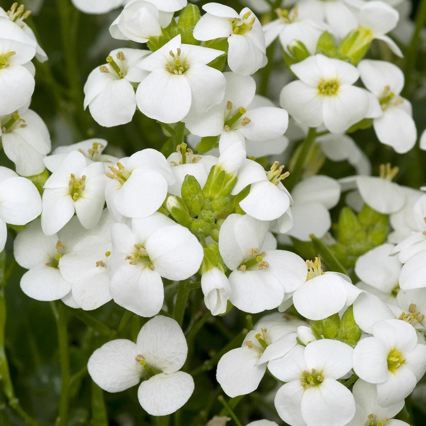 White Rock Cress Seeds - Arabis Alpina Perennial Groundcover - 200+ Seeds for Borders & Sloped Areas