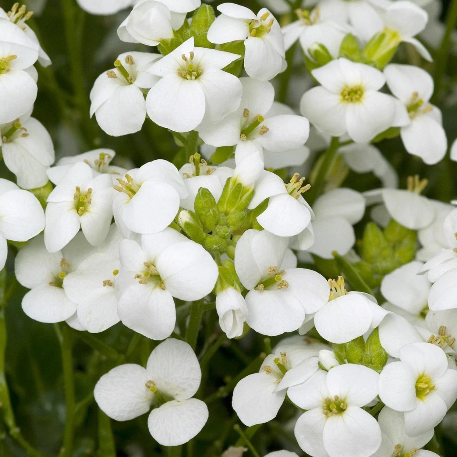 White Rock Cress Seeds - Arabis Alpina Perennial Groundcover - 200+ Seeds for Borders & Sloped Areas
