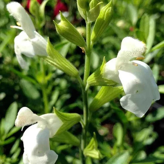 Salvia Greggii White Live 1-Gallon Plant, Perennial Herbaceous Flowering Shrub, Drought-Tolerant, Pollinator-Friendly