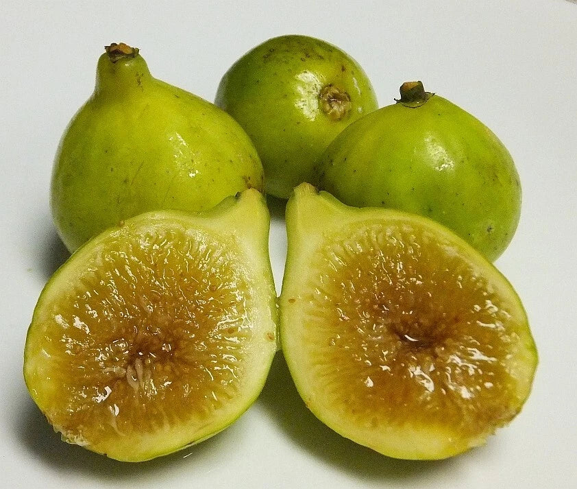 Kadota Fig Plant - Live Rooted Starter - Self-Pollinating Ficus carica - Zones 7-9 - Yellow/Green Figs