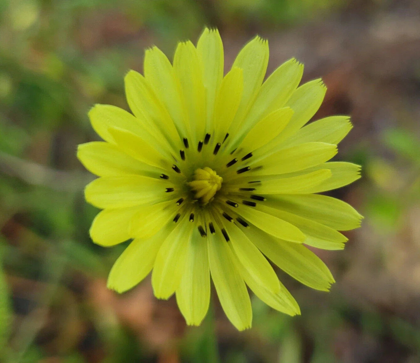 Carolina Desert Chicory Seeds – Native Florida Wildflower, Drought-Tolerant, Yellow Flowers, Pyrrhopappus Carolinianus, 25 Seeds