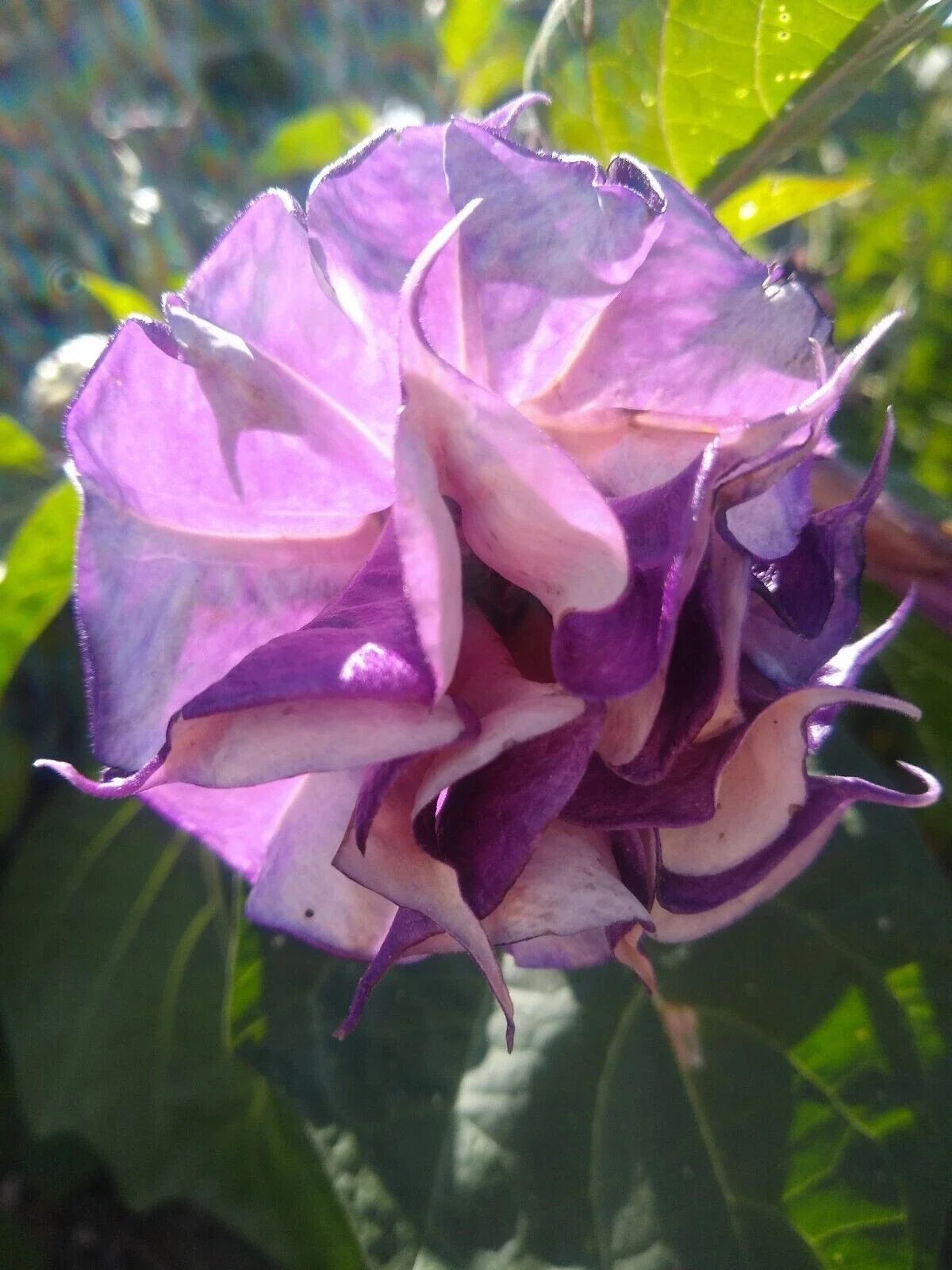 Double Orchid Rose Angel Trumpet Seeds - Brugmansia spp. Pink & White Flowers, 10 Seeds for Vibrant Garden, USA Grown