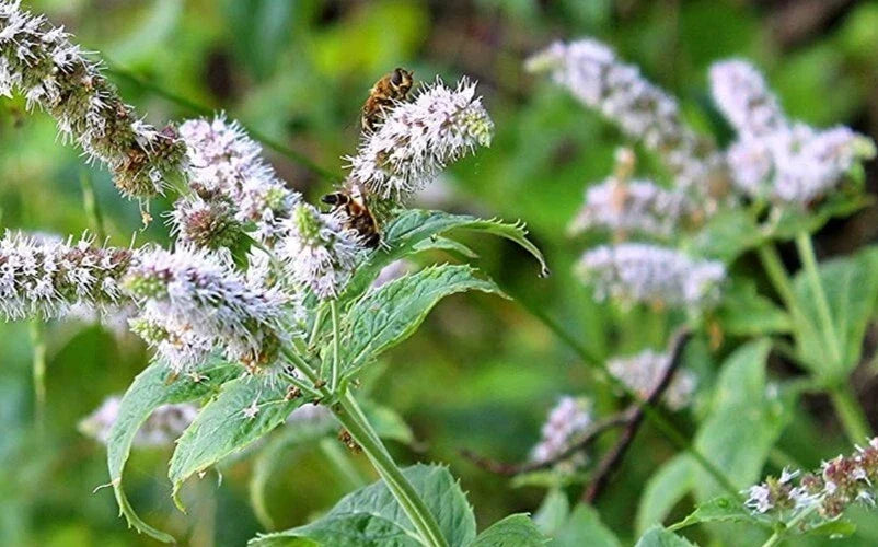 Peppermint Seeds 100 Organic Mentha Piperita Perennial Herb for Culinary & Aromatic Use