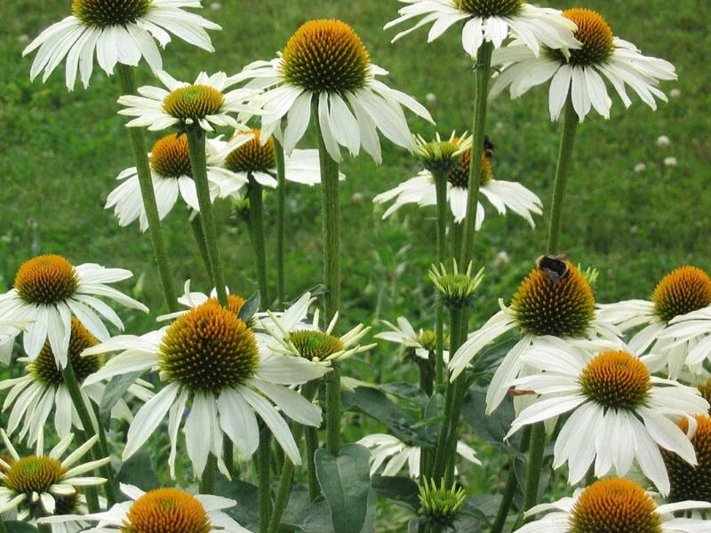 50 Baby White Coneflower Seeds - Echinacea purpurea Perennial Flowers - US Seller