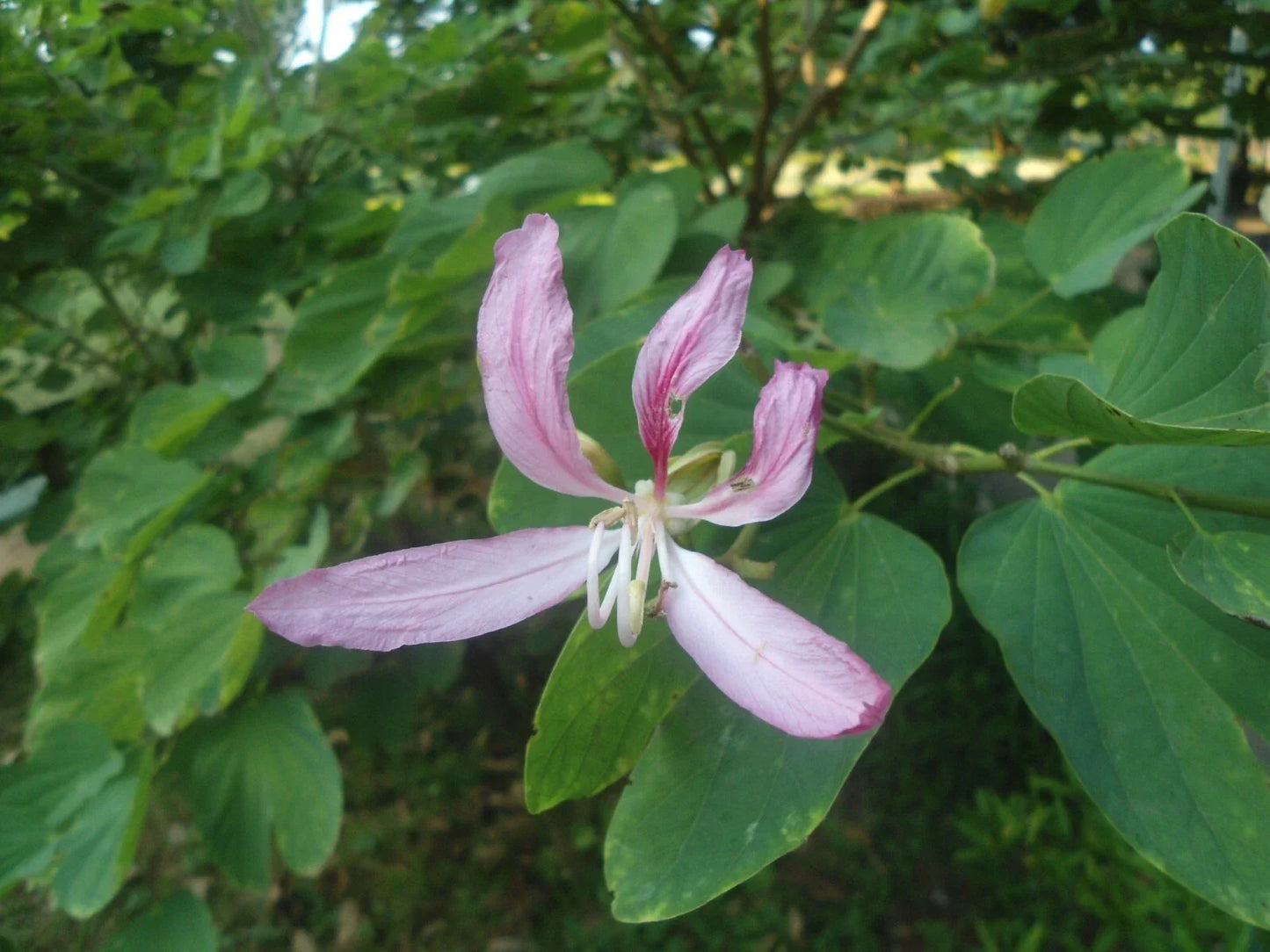 White Orchid Tree Seeds - Bauhinia purpurea Alba, 10 Count, Tropical Flowering Plant