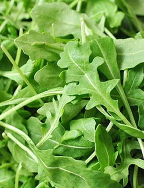 Organic Roquette Arugula Seeds - 500+ Pack, Salad Rocket, Garden Green, Eruca sativa, Non-GMO, Easy to Grow