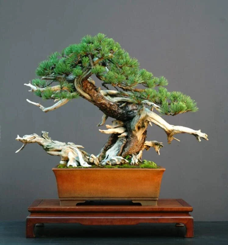 Dwarf Mugo Pine Bonsai Tree Seeds - Pinus mugo pumilio - Compact Evergreen for Indoor/Outdoor Gardening - 30 Pack