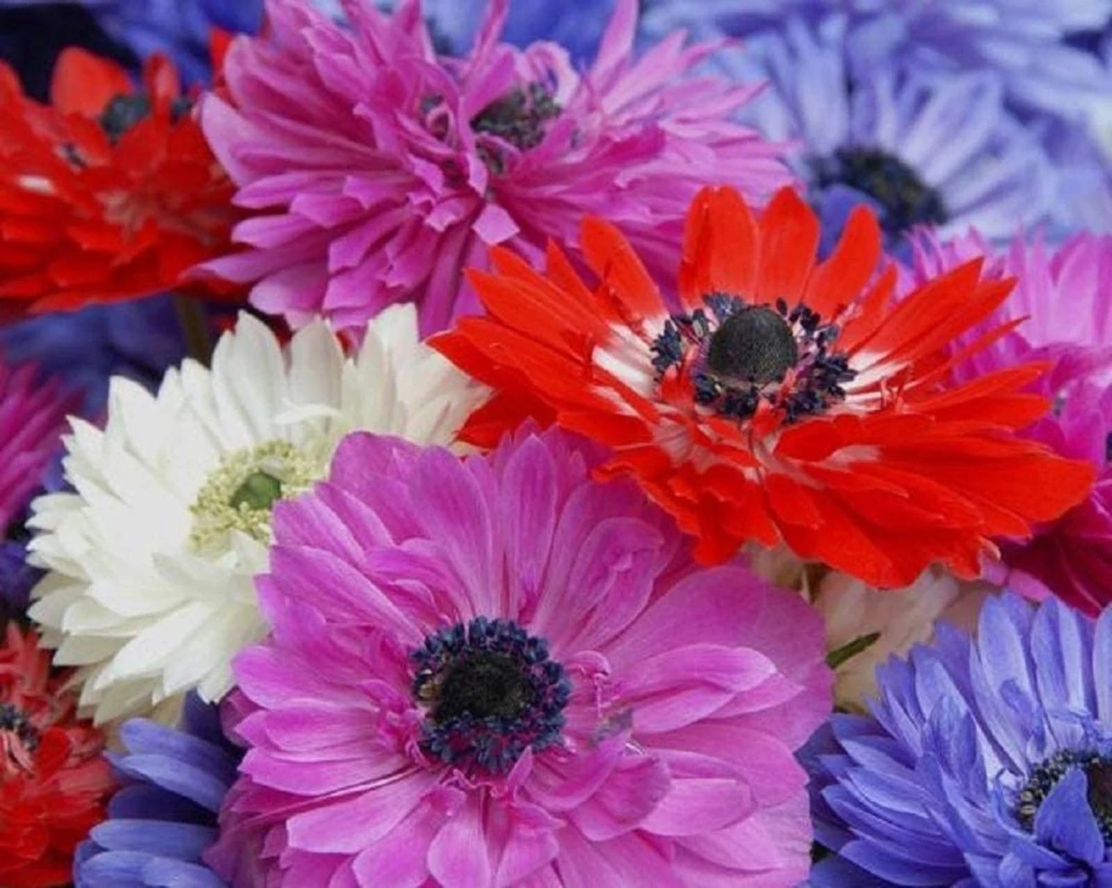 Anemone coronaria Flower Bulbs - 6 Mixed Colors, Semi-Double Petals, Perennial Garden Bulbs for Borders and Containers