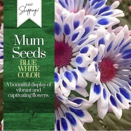Chrysanthemum Seeds - Blue White Mum Flower Seeds - Annual Garden Seeds - Chrysanthemum morifolium