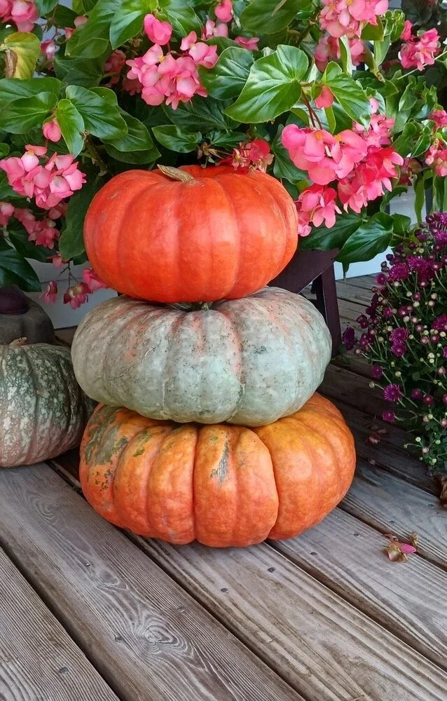 Stacker Pumpkin Seeds - Heirloom Mix, Cucurbita pepo, Garden Vegetable Seeds, Vining, 10 Seeds