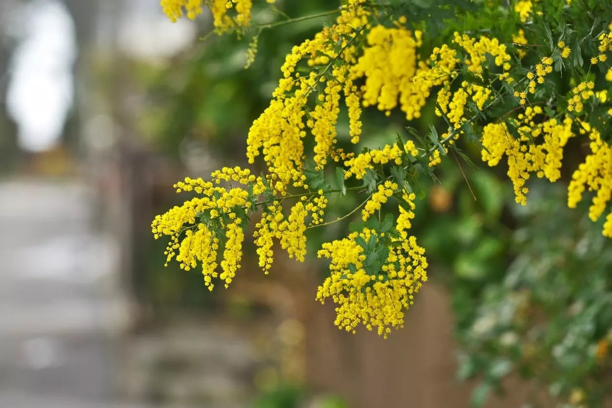 Acacia Golden Wattle Tree Seeds - Fresh 40 Seeds | Acacia pycnantha Native Plant