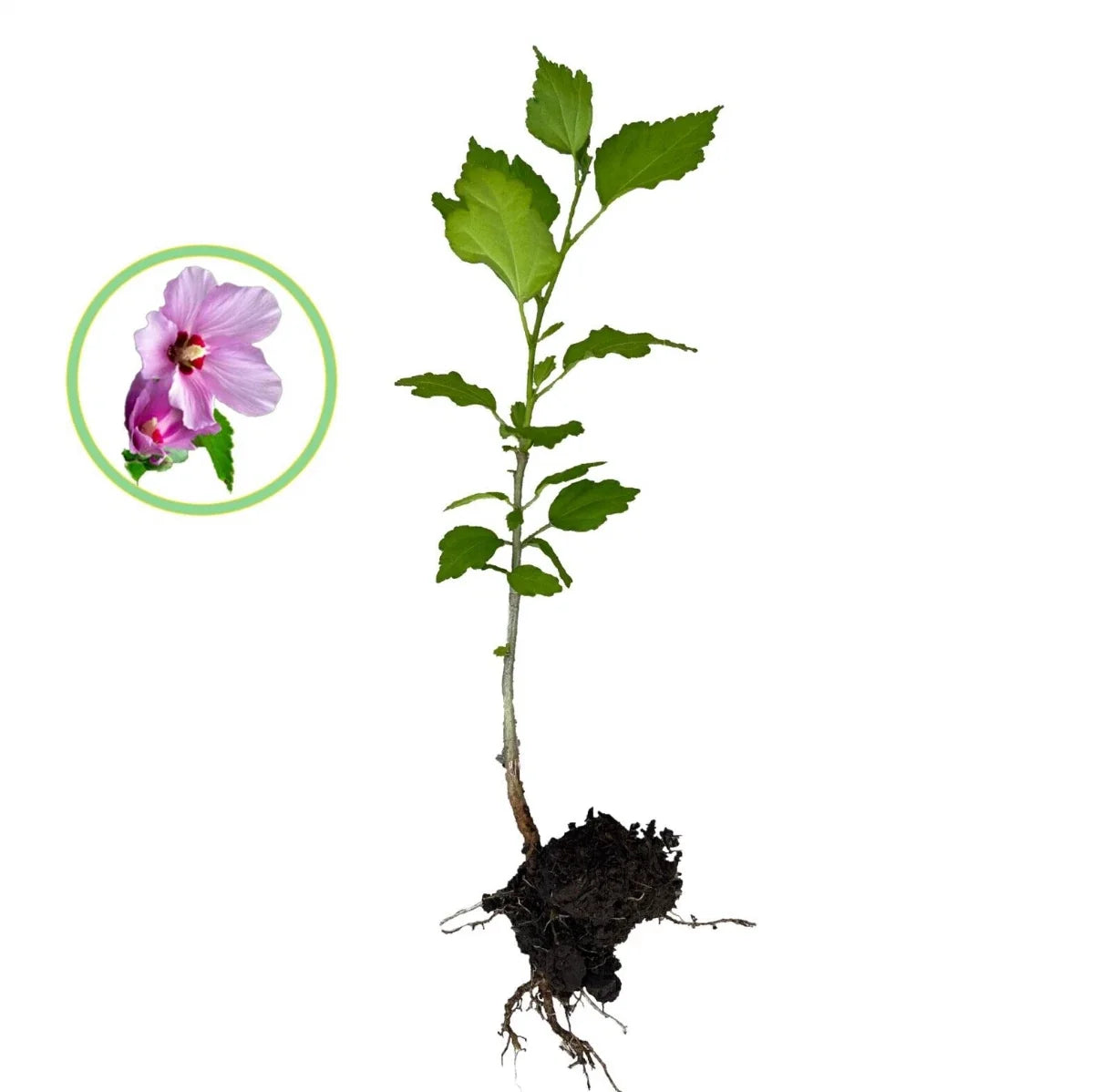Rose of Sharon Hibiscus Live Plant – Organic Starter Bush with Roots, Hibiscus syriacus, Deciduous Shrub, 1FT