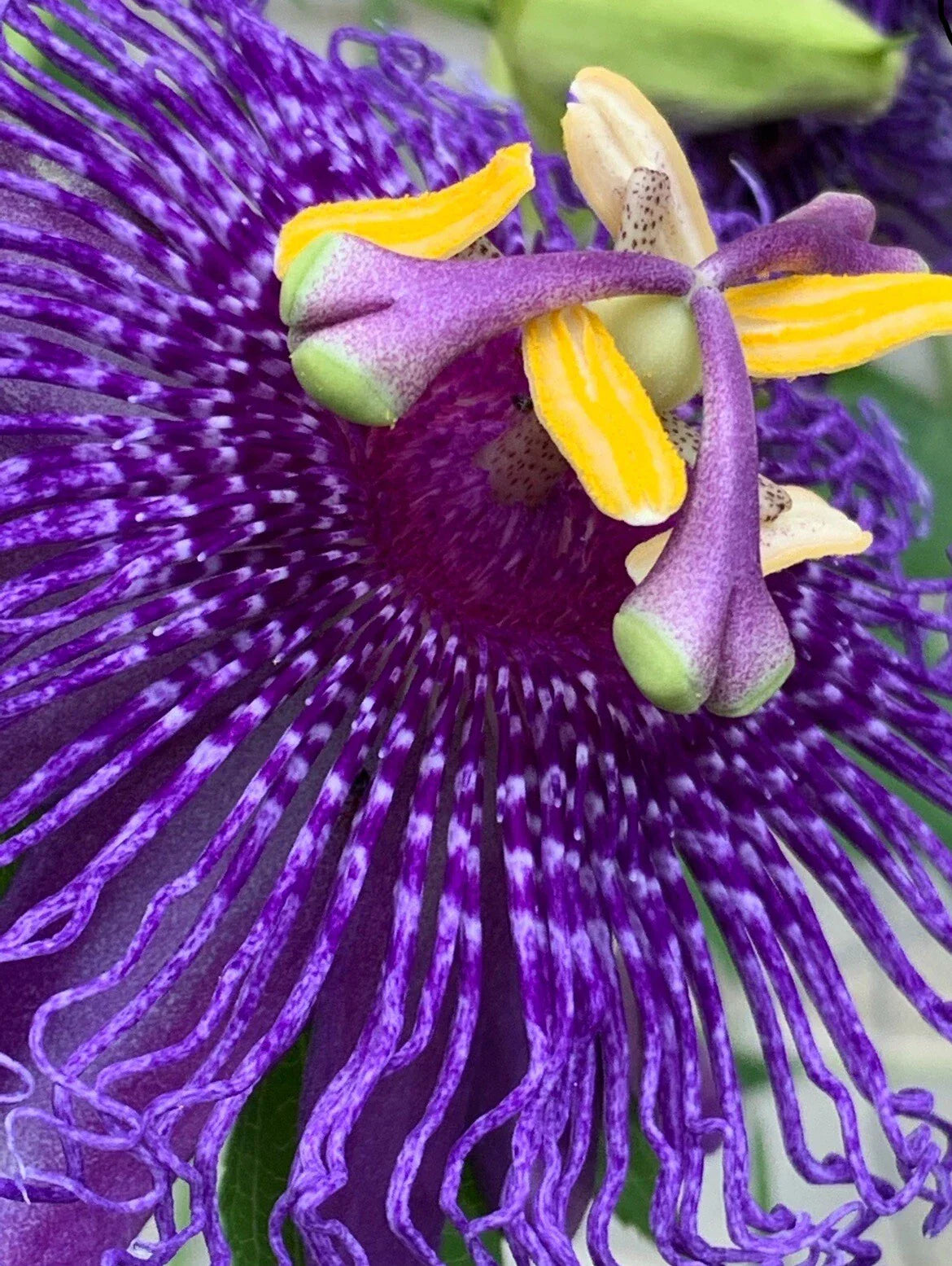 Passion Flower Seeds - 25 Count - Edible Lilikoi Vines - Passiflora edulis
