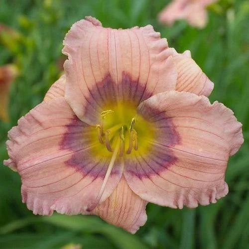 10 Live Daylilies Plants - Pastel Lavender Hemerocallis Perennial Flowers for Garden Borders & Containers