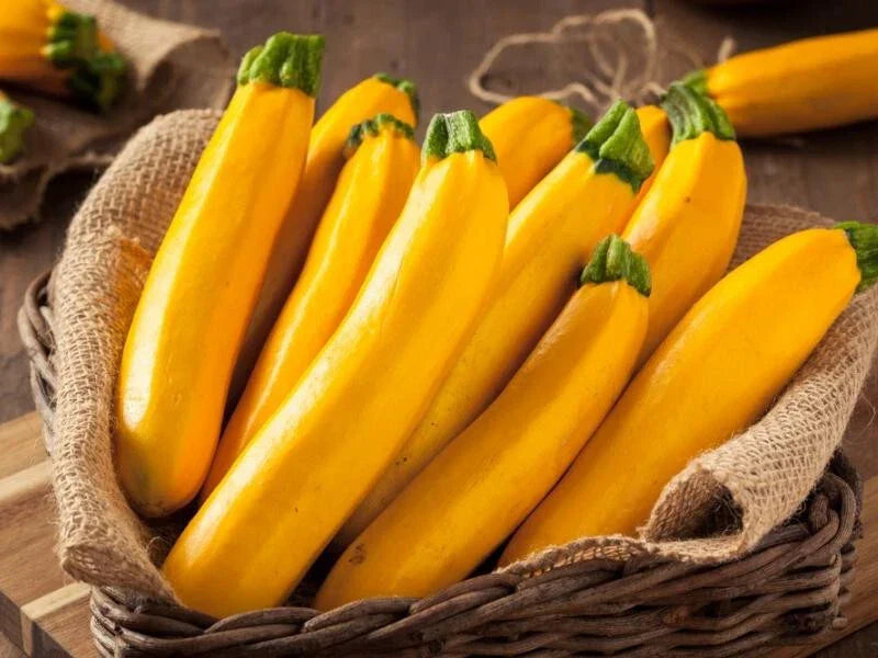 Gourmet Gold Zucchini Squash Seeds - 25+ Heirloom Seeds - Cucurbita pepo - USA