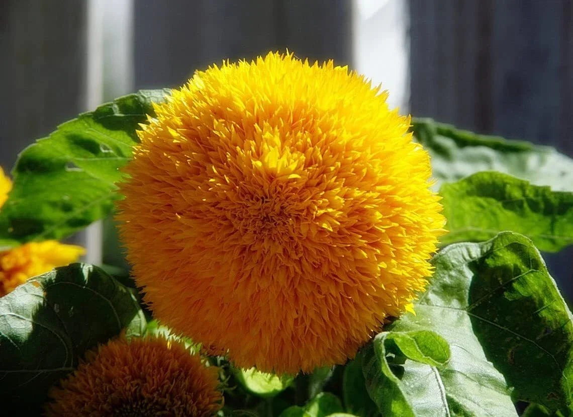 Teddy Bear Sunflower Seeds | 20 Pack | Compact Ornamental Helianthus annuus | Bright Golden Blooms