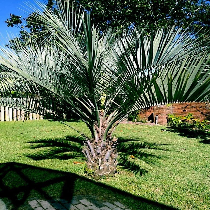 Jelly Pindo Palm Tree Seeds - 10 Pack, Butia capitata, Cold Hardy Tropical Fruit Plant, Drought Tolerant, Ornamental Garden Tree