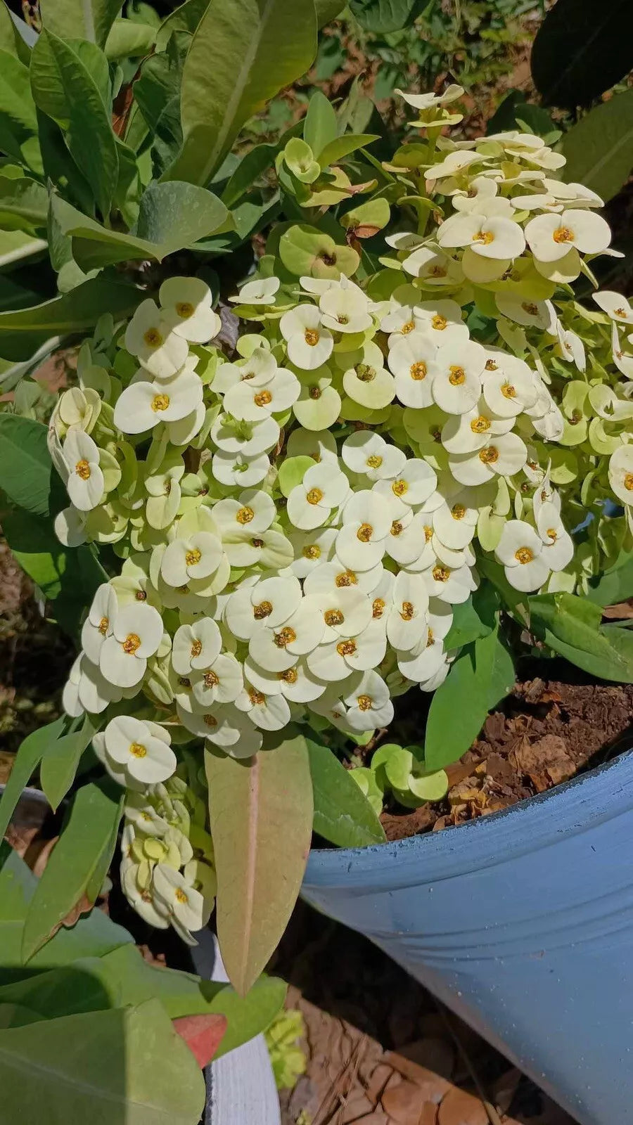 White Crown of Thorns Cutting, Euphorbia milii, Yellow Center, Indoor & Outdoor Plant, Propagation, Succulent, Low Maintenance