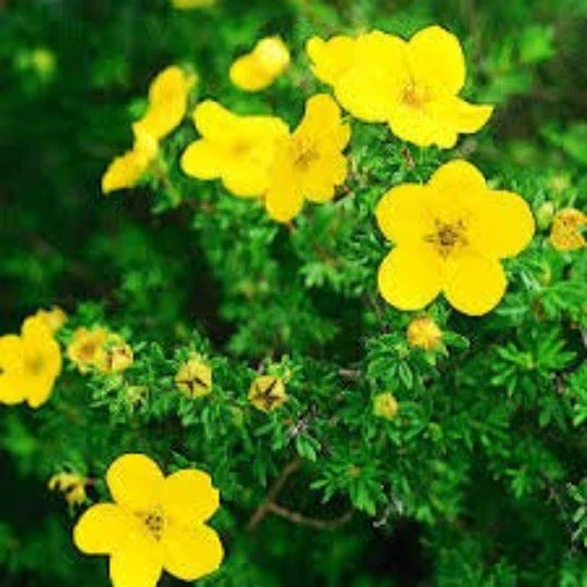Cinquefoil Seeds Potentilla recta - 20 Seeds for Hardy Shrubs with Yellow Flowers
